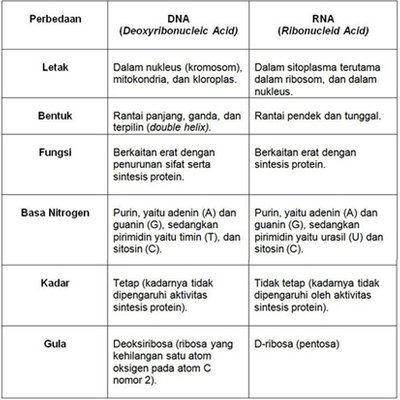 Perbedaan Dna Dan Rna Dalam Bentuk Tabel